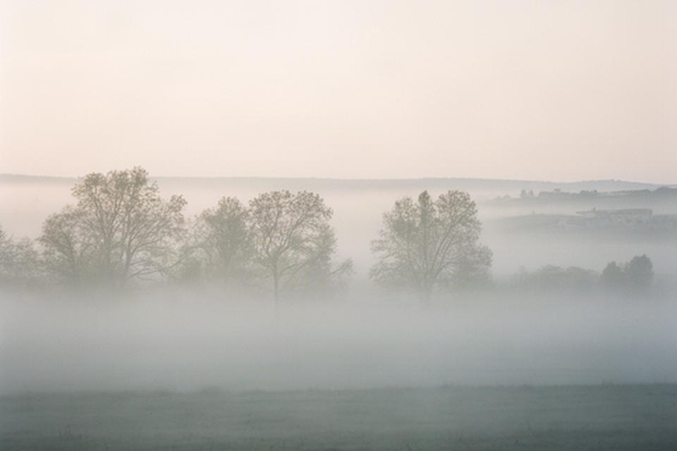 Nebbia mattutina sopra i prati della pianura friulana con alberi in controluce
